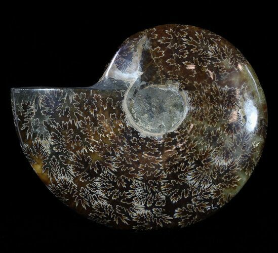 Polished, Agatized Ammonite (Cleoniceras) - Madagascar #54529
